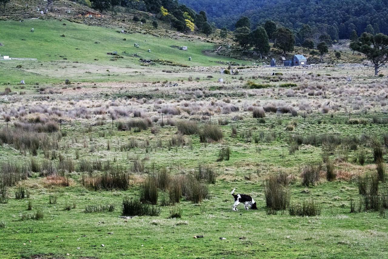 Currawong Lakes Tasmania Lake Leake Luaran gambar